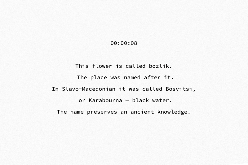 00:00:08 This flower is called bozlik. The place was named after it. In Slavo-Macedonian it was called Bosvitsi, or Karabourna - black water. The name preserves an ancient knowledge.